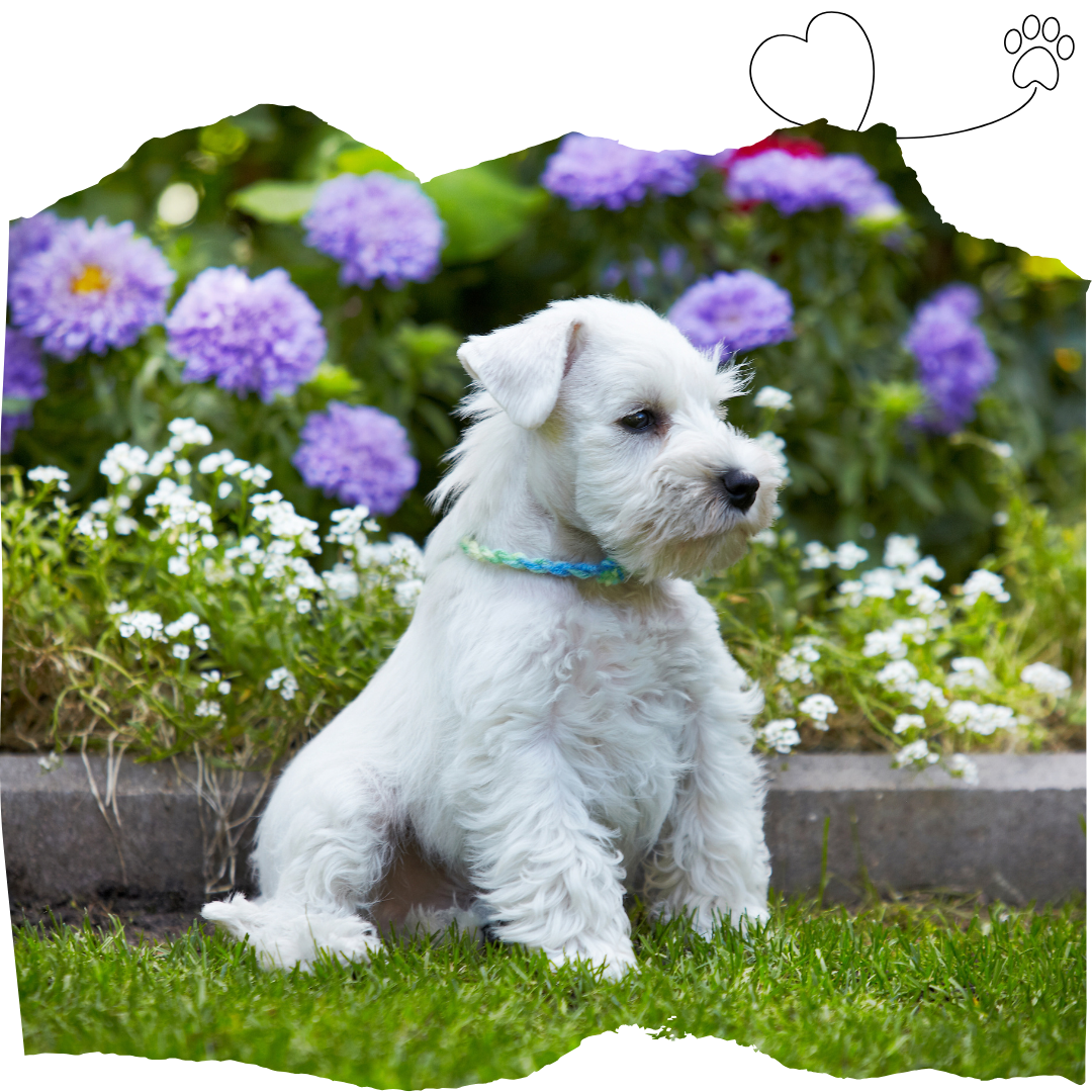 A puppy is sitting in the grass