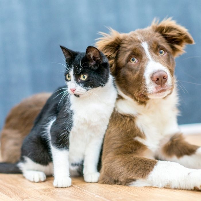 A cat and a dog sitting together on a wooden floor