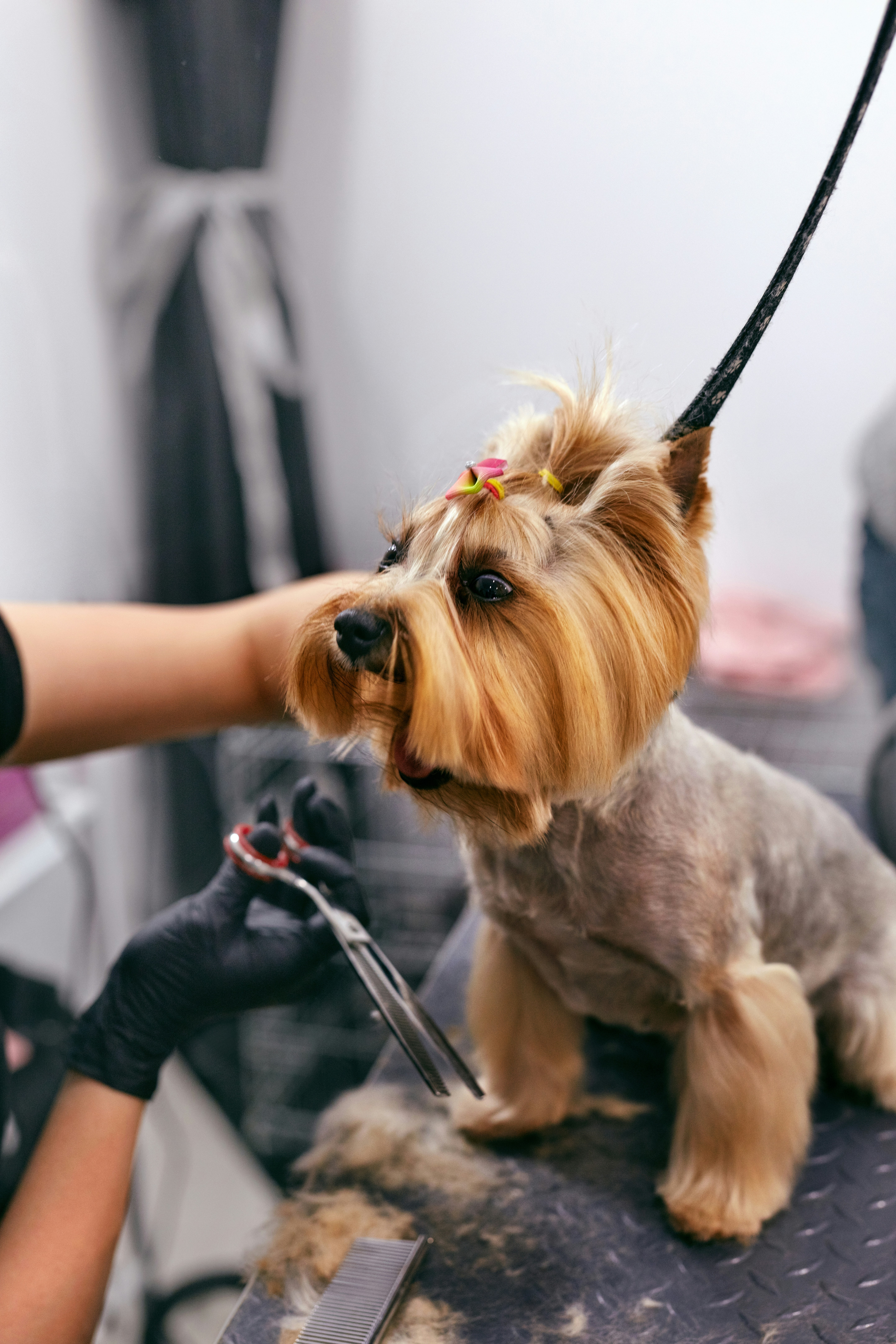 getty-images-R_Jtn25qKHc-unsplash A small dog being groomed at the vet.