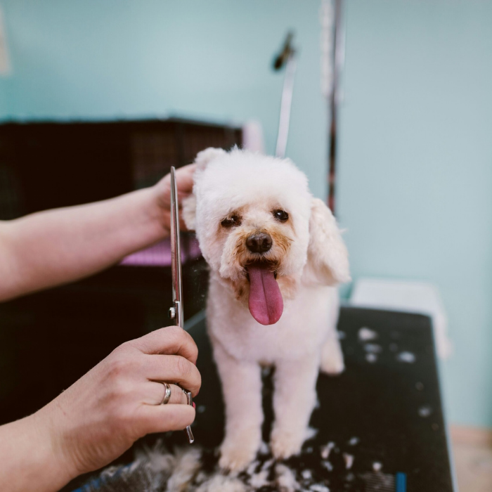 A small white dog being groomed at the vet